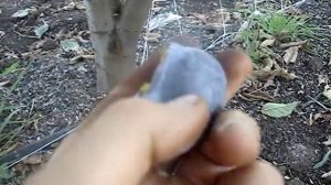 Сорт сливы Блю Фри 2015