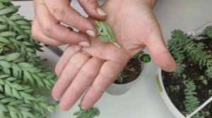Как быстро размножить Седум Моргана и Седум Бурито .