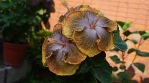 Three blooms of my Hibiscus-Real Fantasy 我的扶桑花.真實幻境