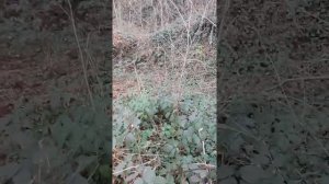 Участок у моря Гезель-Дере обзор 2