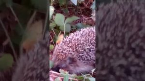 ёж разоряет гнездо земляных ос!