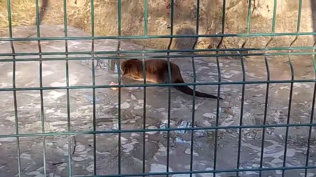 Зоопарк Николаева 22.01.21 смотреть онлайн