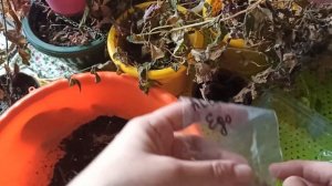 Выкапываем ризомы ахименесов в конце сезона цветения