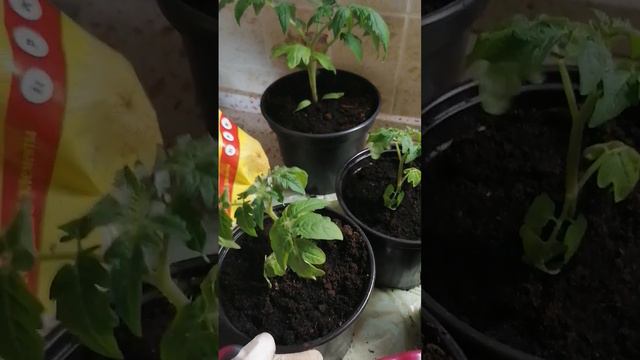 РАННИЕ ТОМАТЫ КОЛОСЯТСЯ #настялосева