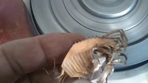 новый магнитный двигатель