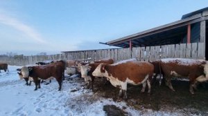 ЗИМНЕЕ ПАСТБИЩЕ ДЛЯ КОРОВ И ТЕЛОЧЕК. УСТРОЙСТВО ЗИМНЕЙ ПОИЛКИ....