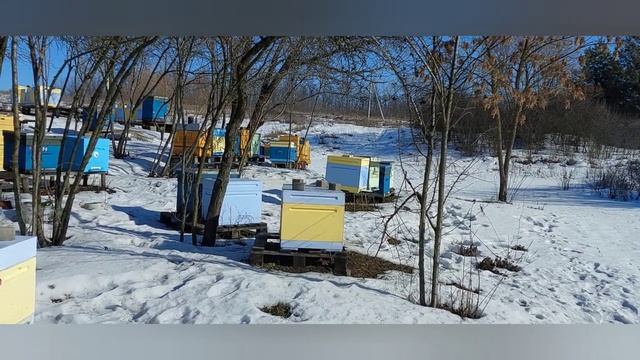 Синяк под фацелию по снегу. не опоздайте. смотреть онлайн