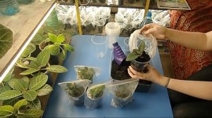 ?ПЕРЕСАДКА ДЕТОК ГЛОКСИНИЙ ! И Закаливание??How to grow gloxinia part №31