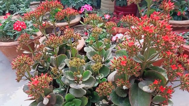 Care of kalanchoe plants||best flowering plant for winter ||fertilizer kaun sa add kre ki paye dero смотреть онлайн