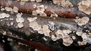 Schizophyllum commune.