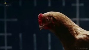 Chicken Dance | Funny Chicken Song | The Hens Song