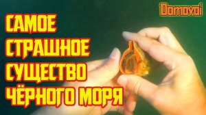 Ловля рапанов под водой на Черном море. Венозная Рапана