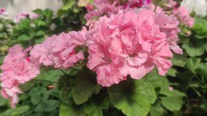 Королевские пеларгонии сорта. Часть 2. Тюмень. 1 мая 2023 г