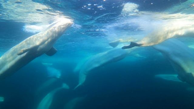 Люди больше не могут кормить белух, попавших в ледовый плен смотреть онлайн