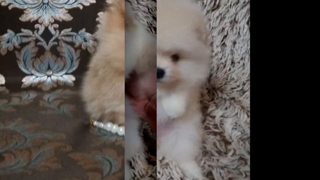 ПОМЕРАНЦЫ ДЛЯ ВЯЗКИ