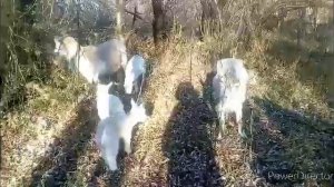 Как содержать коз .Кормление и выпас коз зимой