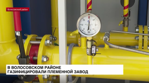ЛенТВ24: В Волосовском районе газифицировали племенной завод
