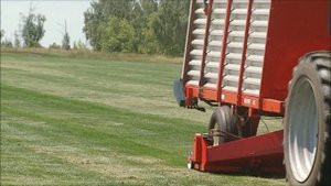 Процесс сбора скошенной травы перед срезкой газона Sagama Green