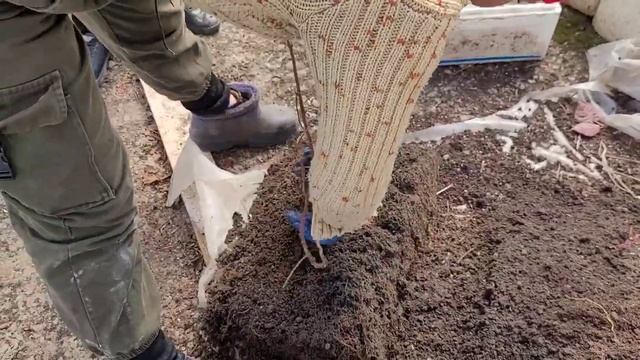 Малина ВАЙОЛЕТ, закладываем маточный корень на проращивание! смотреть онлайн