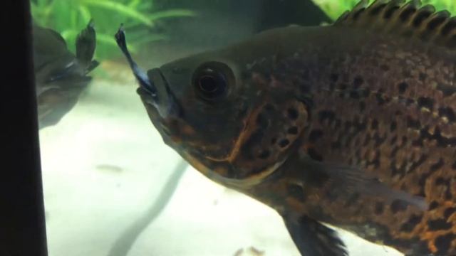 Астранотус сожрал всех рыб!!! смотреть онлайн