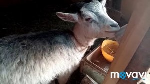 Ободки безопасности на рога коз? обзор выгула для коз?