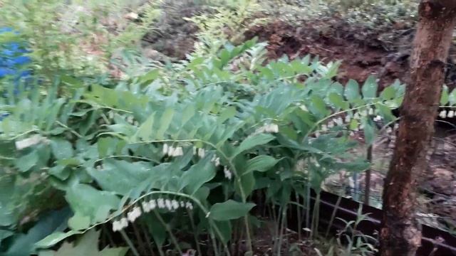 Соломонова печать или Купена. Растение для тенистых мест.