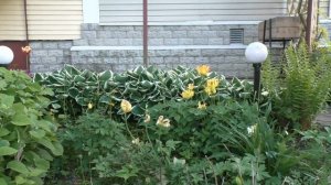 Теневой цветник - какие цветы можно посадить