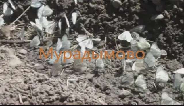 Поездка в Мурадымово.