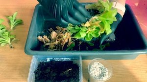 Хищные растения. Жирянка - деление и размножение.