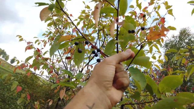 ХОДИМ В ПАРКЕ ЮРСКОГО ПЕРИОДА ПУТЕШЕСТВИЕ 7 ЧЕЛОВЕК НА ПРАДО 150 ДИЗЕЛЬ смотреть онлайн