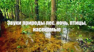 Звуки природы лес, ночь, птицы, насекомые