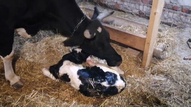 Отел у коровы / КРС / Чернушка отелилась. смотреть онлайн