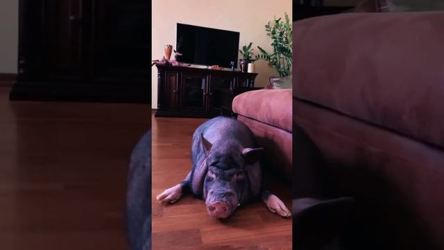 Кабан в Доме . Оцениваем по 10 бальной шкале смотреть онлайн