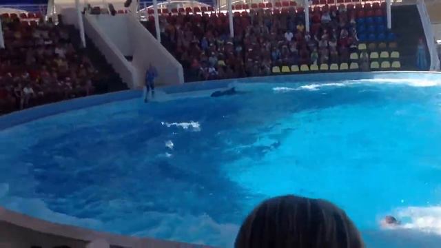 Выступление дельфинов в Коктебельском дельфинарии