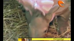 Рождение трубкозуба в Екатеринбургском зоопарке
