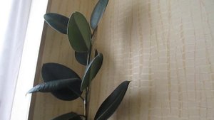 Фикус 🍃🍃🍃 вымахал.Фикус каучуконосный