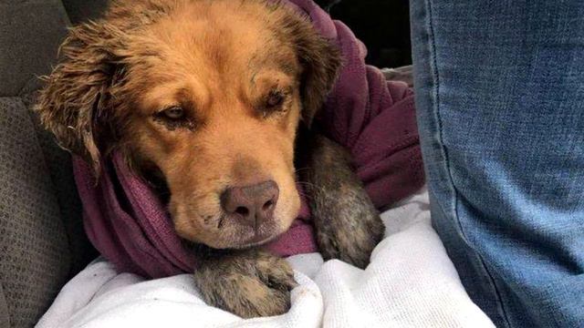 Его прогнали люди, невзлюбили собаки… Пёс доживал дни под сараем смотреть онлайн