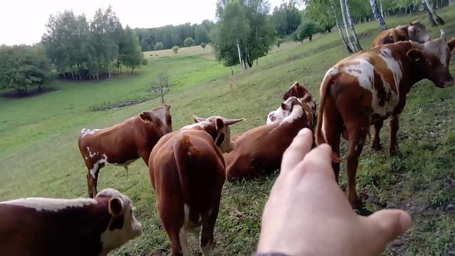 Бычки на продажу в КФХ "Герефорд" летом 2019 г. смотреть онлайн