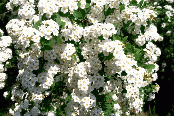 Спирея Вангутта (Spiraea vanhuttei)