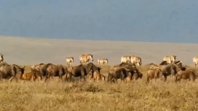 Африка . Танзания, заповедник Нгоронгоро