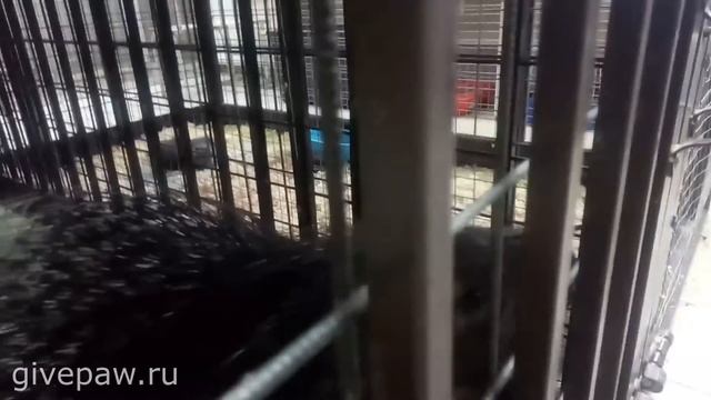 Cамый ласковый на свете дикобраз смотреть онлайн