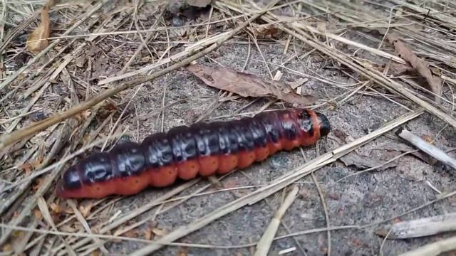 Ивовый древоточец (Пахучий древоточец) - Cossus cossus смотреть онлайн