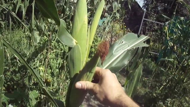 Кукуруза смотреть онлайн