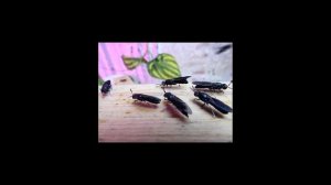 Чёрная львинка Сбор кладок яиц Black soldier fly. Collect egg laying (BSF)