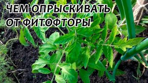 Чем обработать помидоры от фитофторы? Профилактика фитофтороза томатов