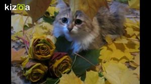 РОЗА ИЗ КЛЕНОВЫХ ЛИСТЬЕВ Поделка из листьев своими руками КАНАЛ ПРО ЖИВОТНЫХ @JessLifePets