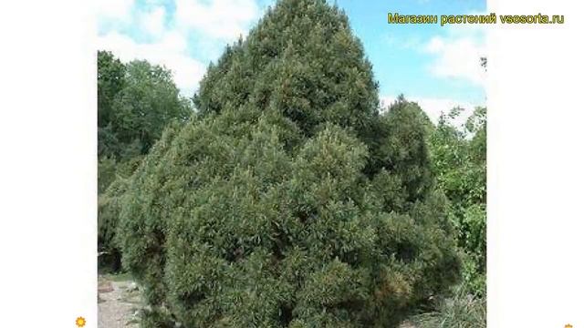 Сосна обыкновенная Виридис. Краткий обзор, описание характеристик pinus sylvestris Viridis смотреть онлайн