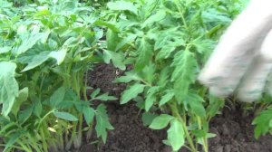 🌱🍅Результаты посева семян помидоров в парник.
