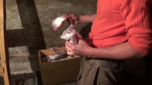 засолка рыбы в колодке северным способом. сухой посол