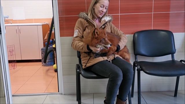 На прием к ветеринару с лисой смотреть онлайн